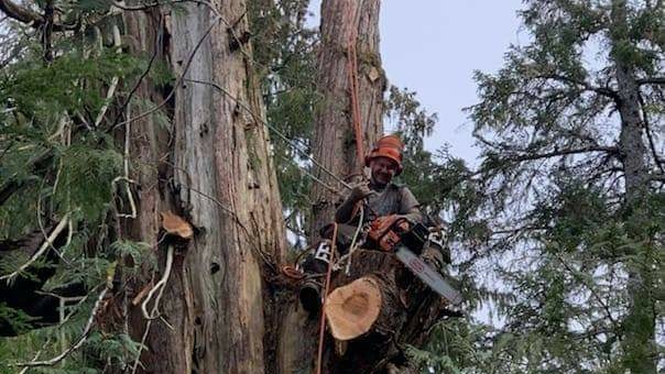 Timberscape Industries Tree Service photo
