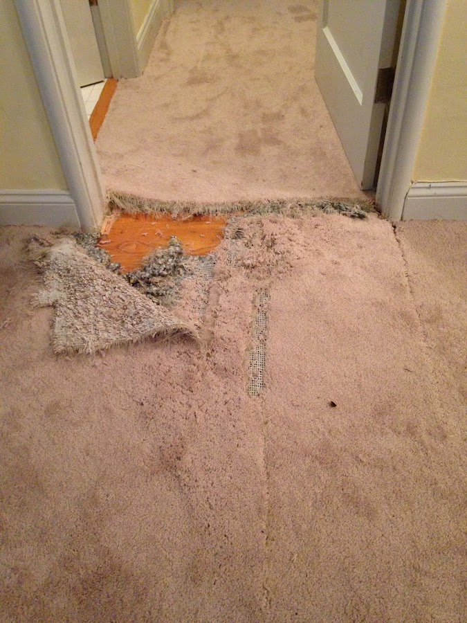 The Carpet Repair Guys Carpet Installer photo