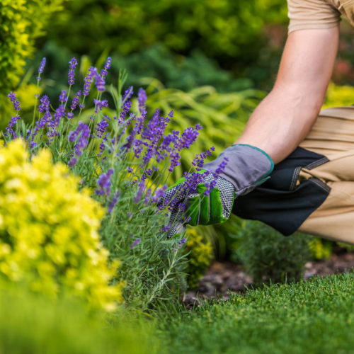 Gallery photo for PLS Landscaping, Landscape Architect in Tomball, TX