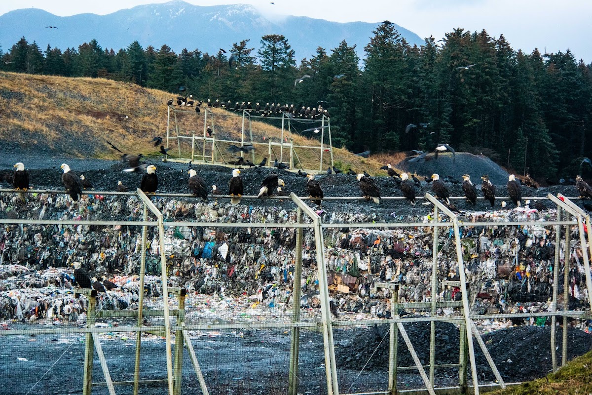 Kodiak Island Borough Landfill Garbage Dump photo