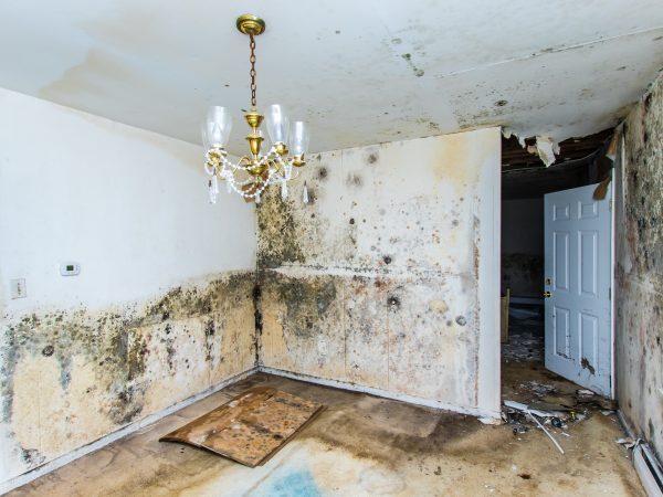 Pristine Mold & Water Damage Restoration photo