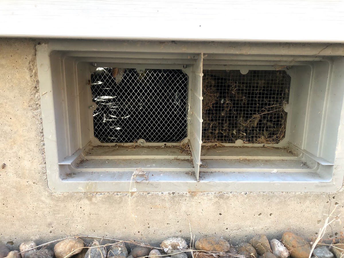 Tacoma crawlspace cleaning photo