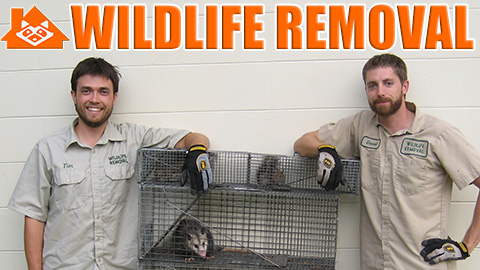 Business photo for Wildlife Removal Greensboro in Greensboro, North Carolina
