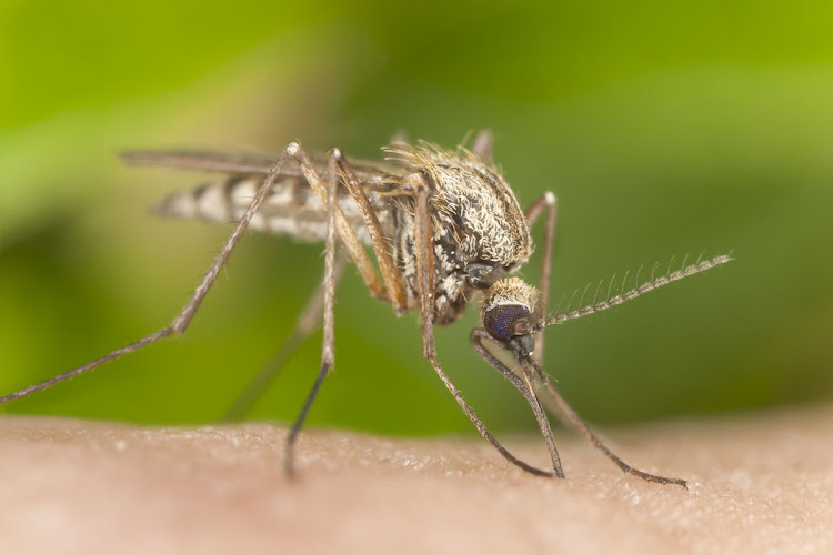 Business photo for Mosquito Squad Plus of the Triad in Greensboro, North Carolina