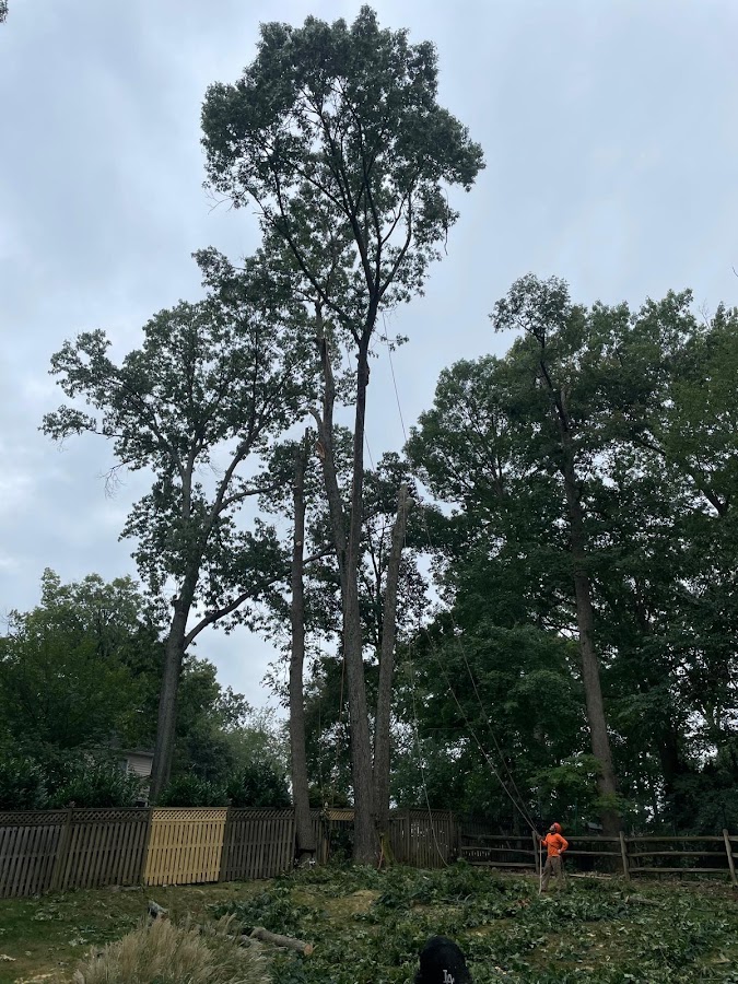 JA Alvarez Landscaping