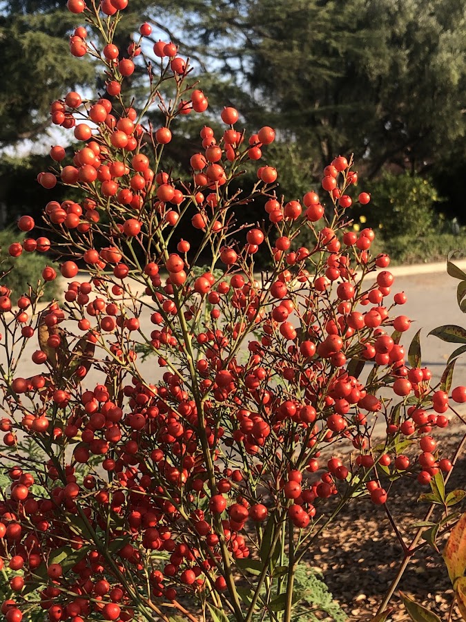 Resonance Wood Refinishing