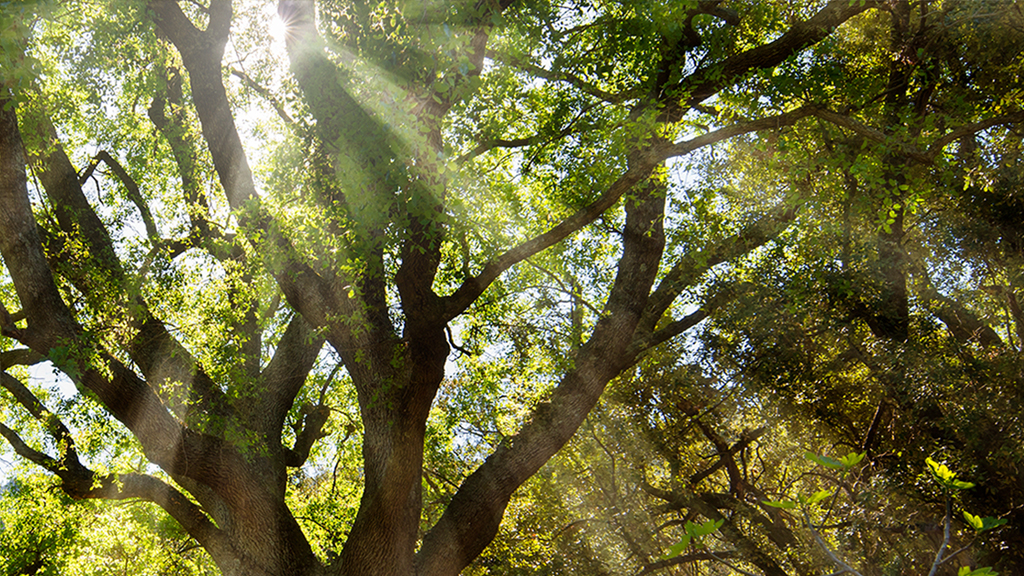Metropolitan Forestry Services