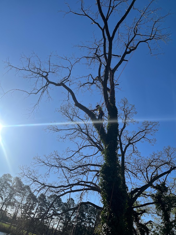 Allen's Expert Tree Services