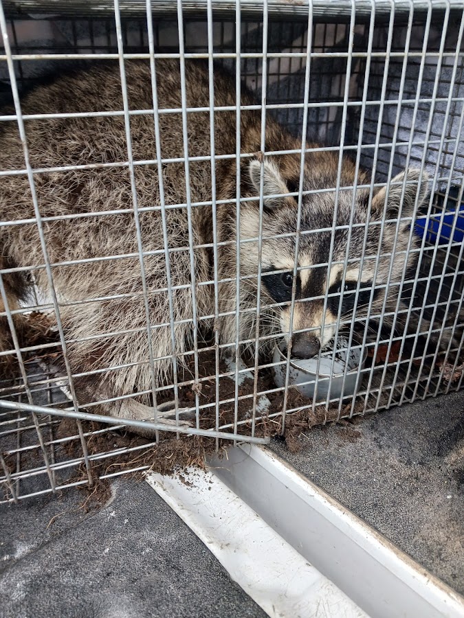 All American Termite & Pest Control