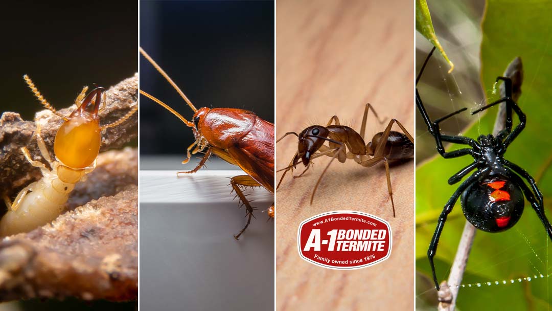 A-1 Bonded Termite, Inc