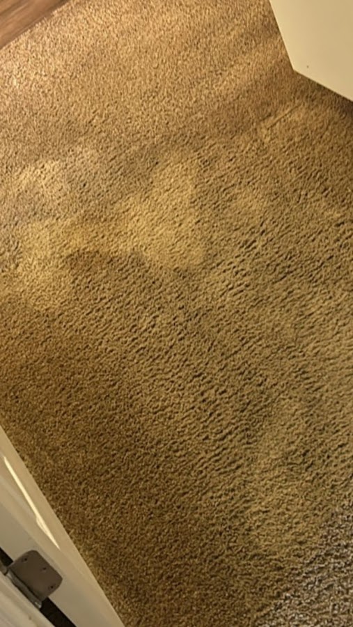 Xstream Clean Carpet Care