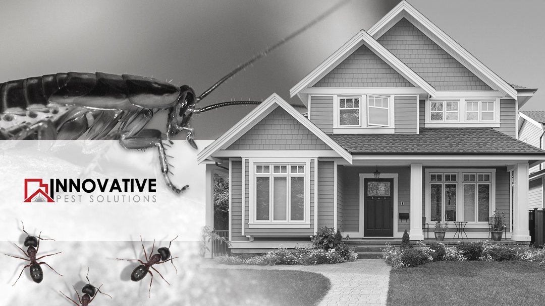 Innovative Pest Solutions