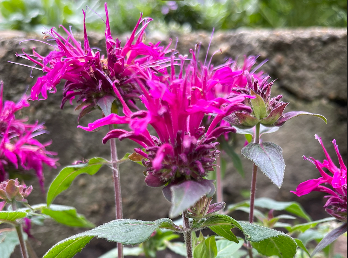 Vermont Garden Design