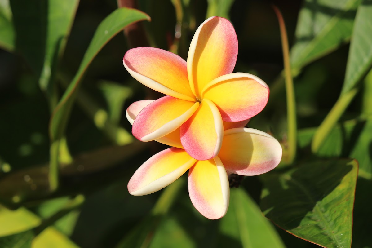 Poipu Computer Service and Consulting