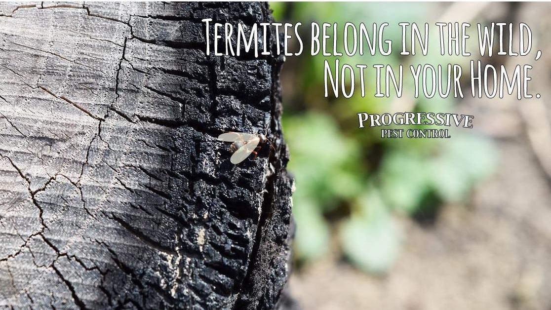 Progressive Pest Control