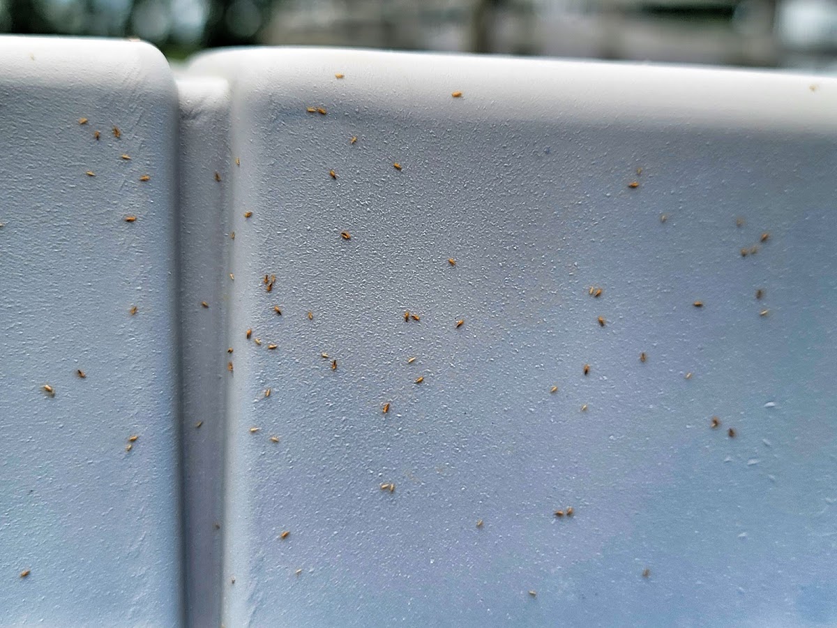 Mar-Von Pest Control Co LLC