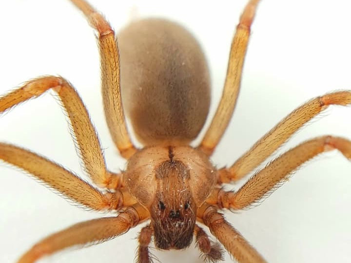 Swat Pest Management, Inc.