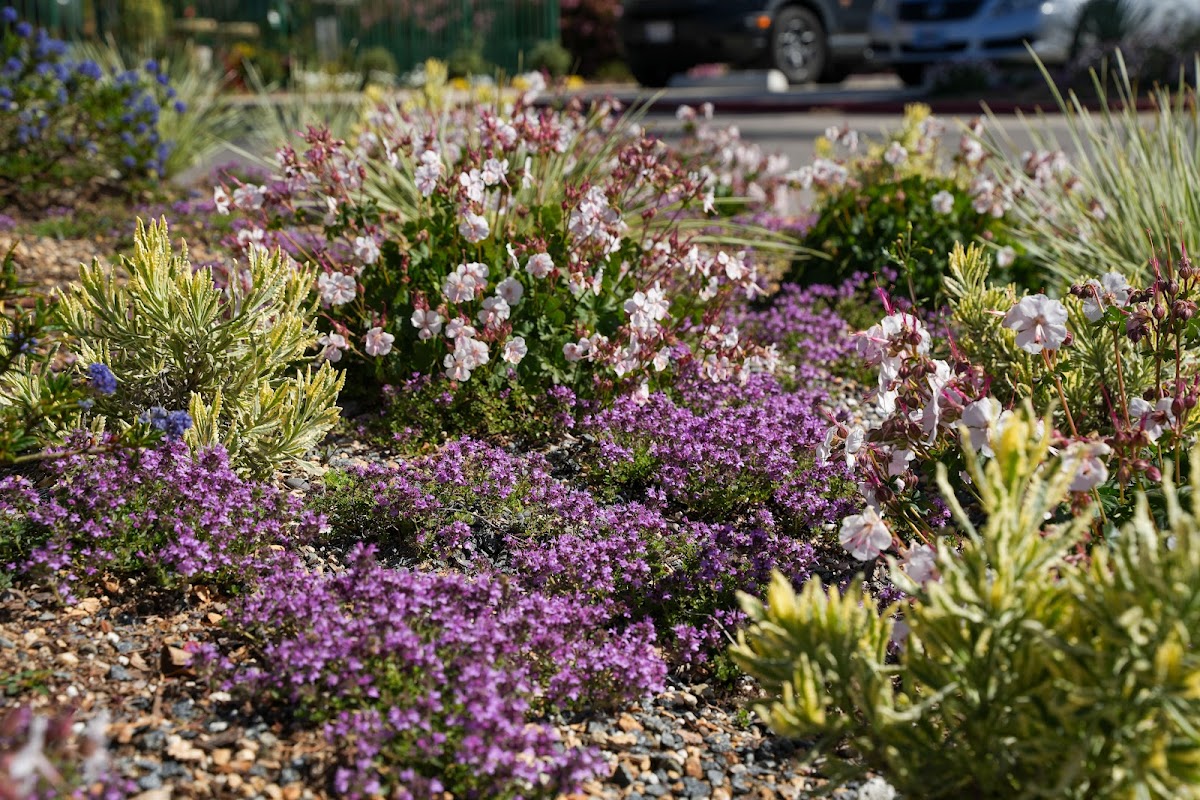 Landscape Design by Armstrong