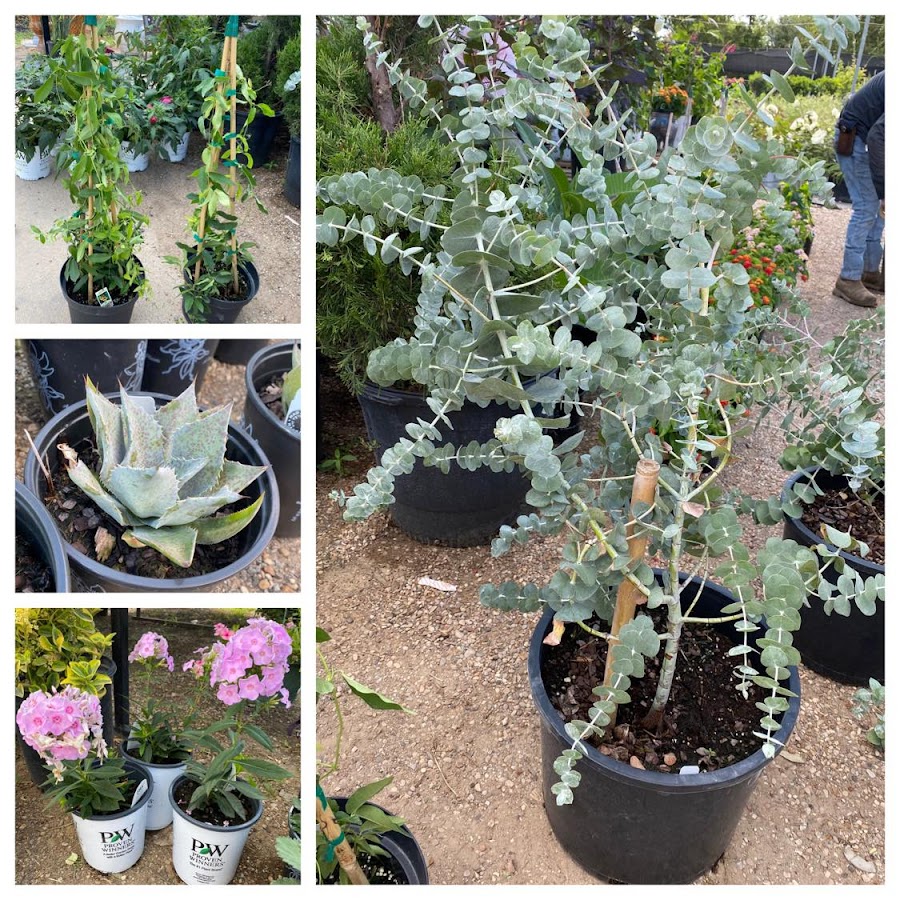 A & M Nursery & Supplies