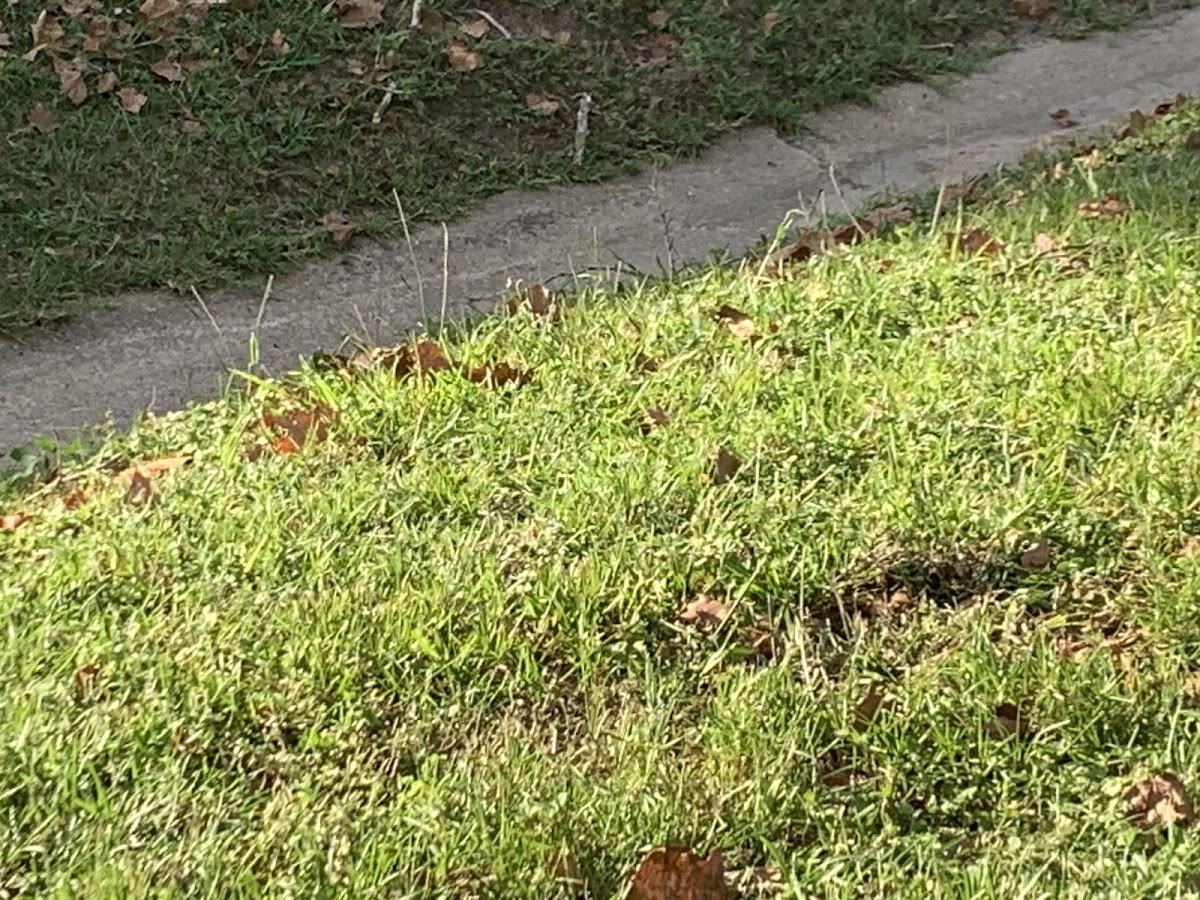 Green Acres Landscape Mangement