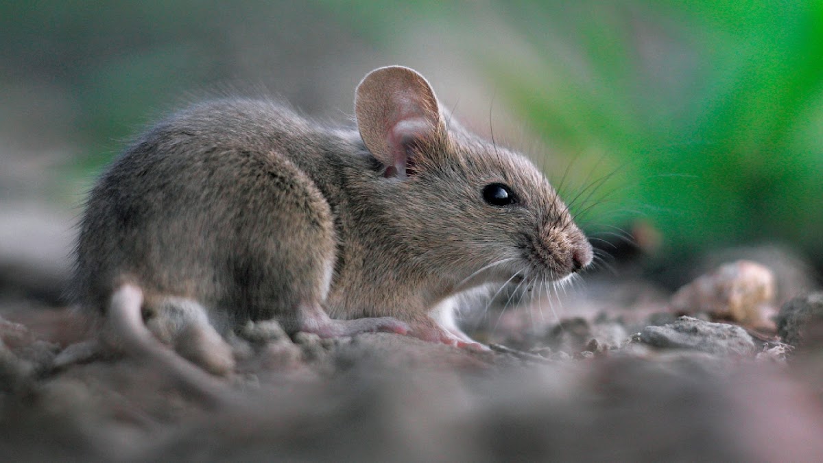 Simply Pest Solutions