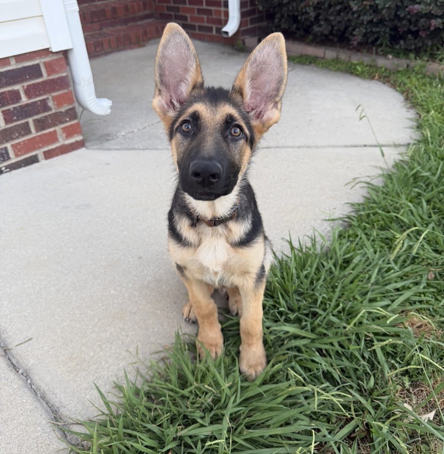 Alpha Air Heating and Cooling