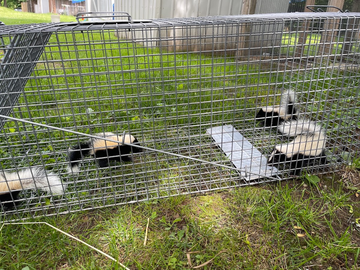 Wildlife Removal New Hampshire