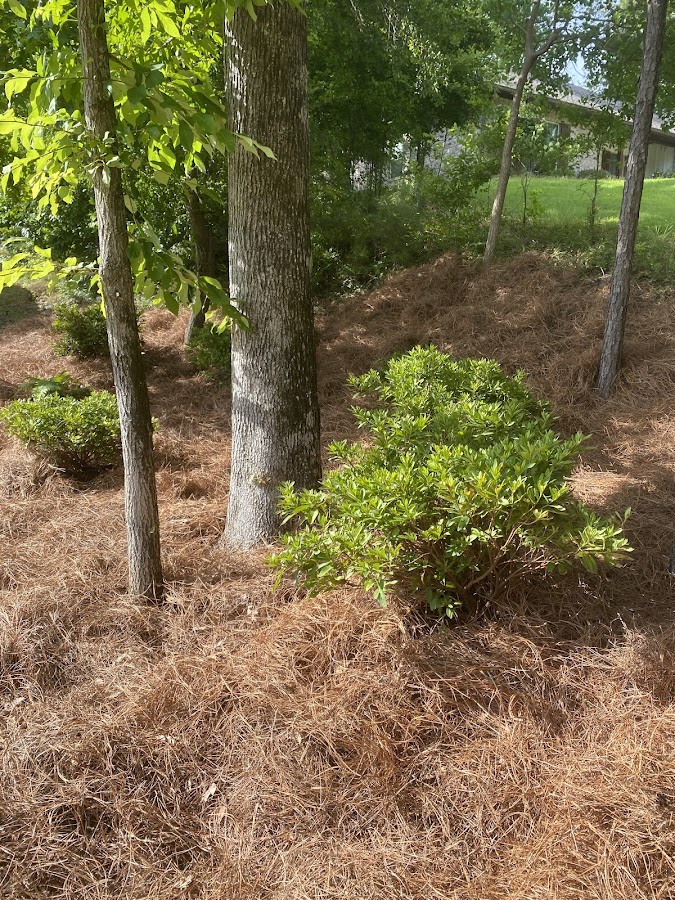 AlaTex Landscaping & Irrigation General Contractor in Northport, AL photo