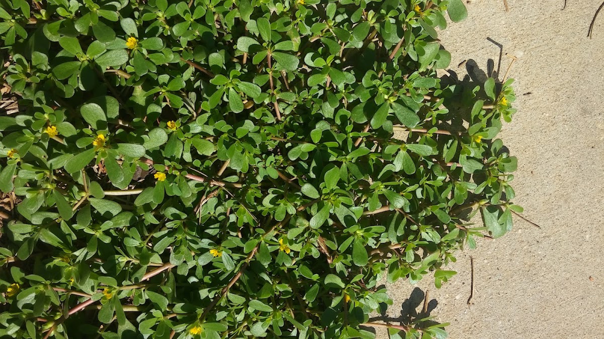 Landscape Supply of Greenwood