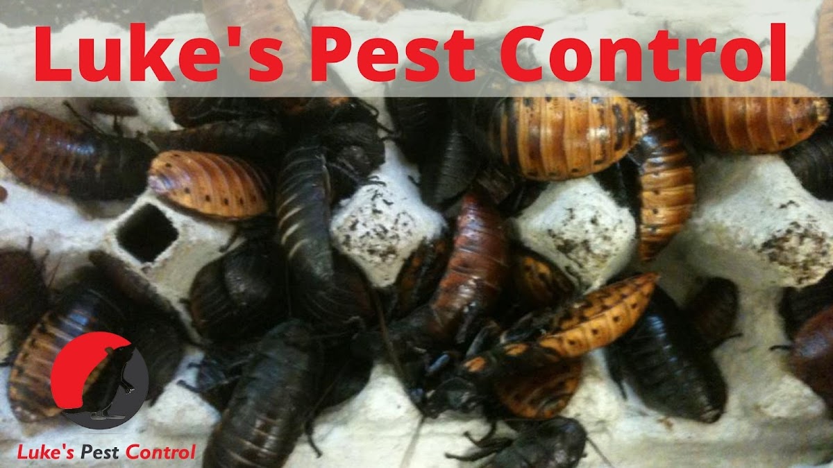 Luke's Pest Control