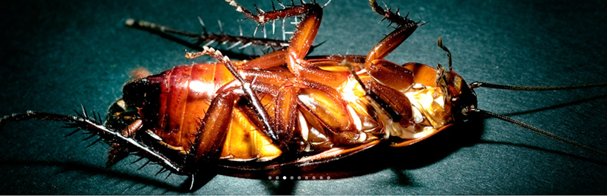 Gafford Pest Control