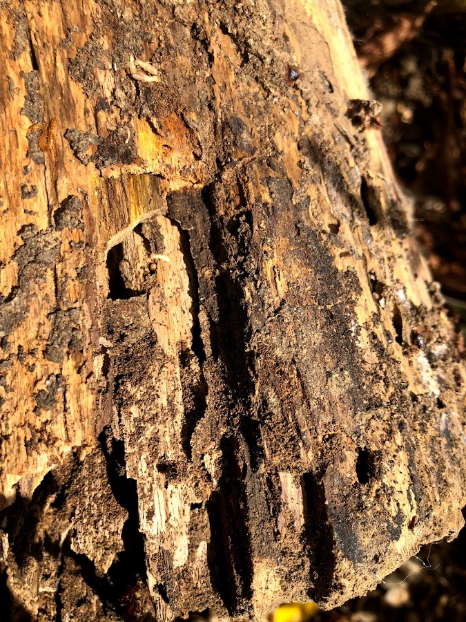 Best Pest Control Billings