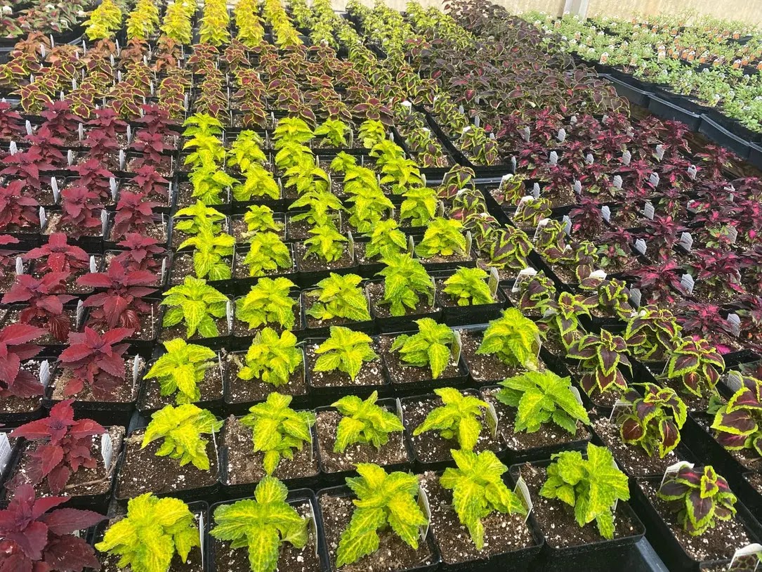 Headrick's Plants & Pines