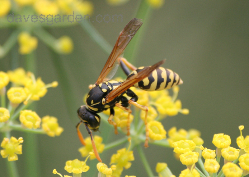 Bee Man of Wisconsin