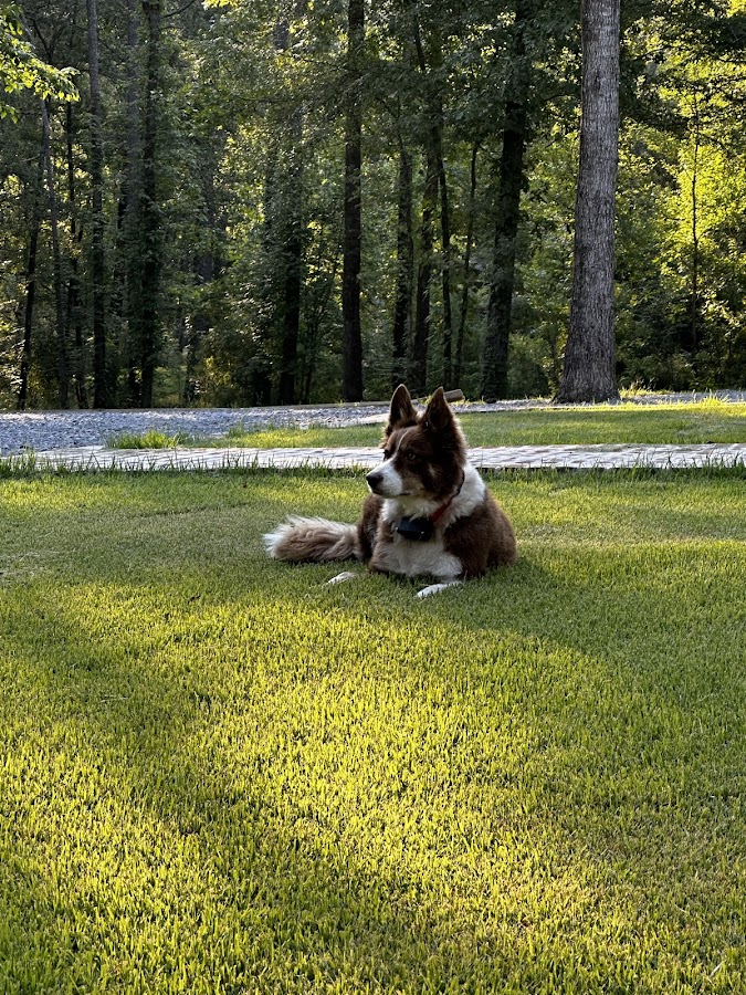 HIDDEN FENCE SYSTEMS INC. Largest dog containment company in Mississippi! Only one left made in USA!