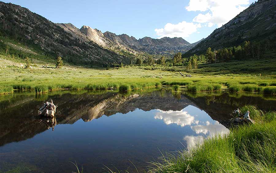 Battle Born Pest Control