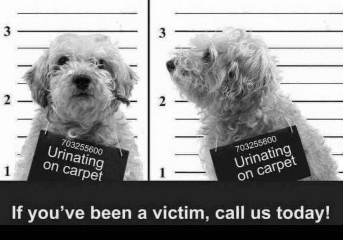 Hydrostar Carpet Cleaning