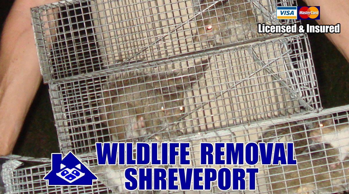 Wildlife Removal Shreveport