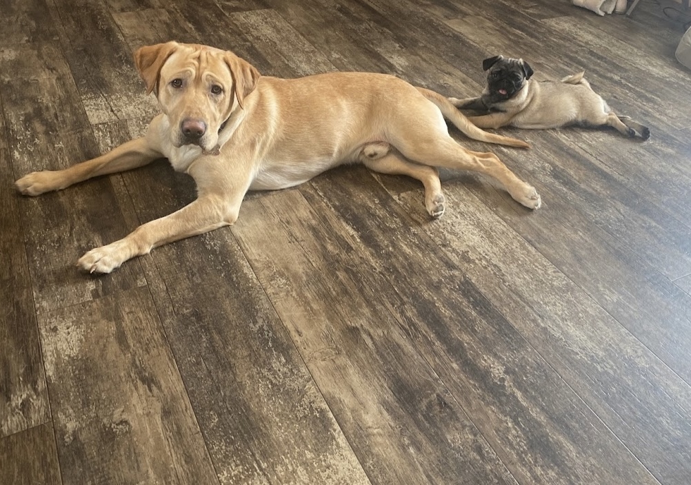 Minot Flooring Carpet Installation