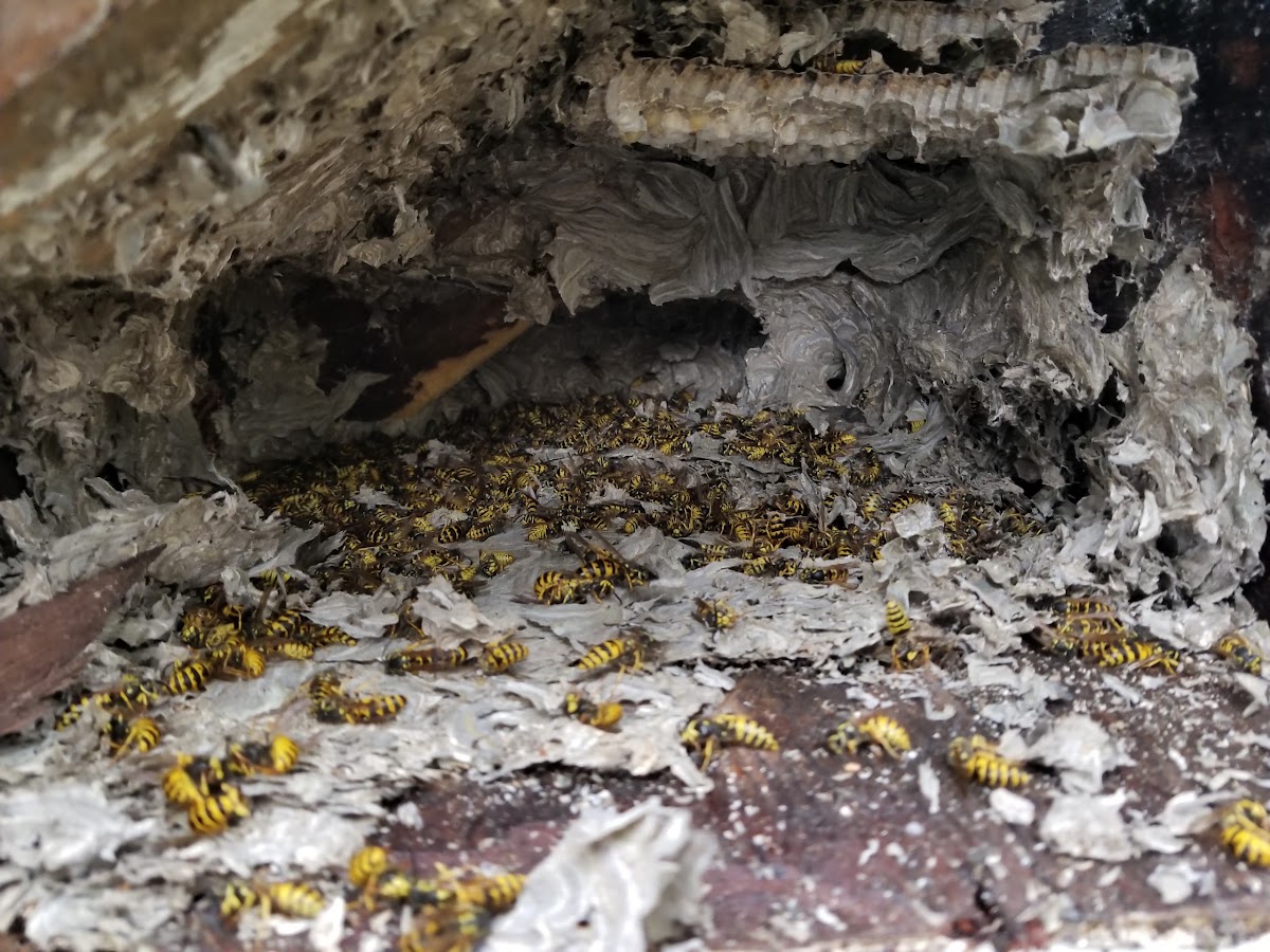 Pest Control Specialists