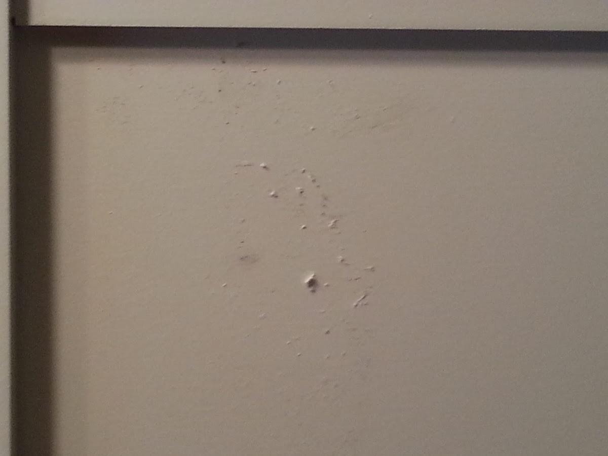 SR&C Steve's Roofing services & Chimney clean service Ltd