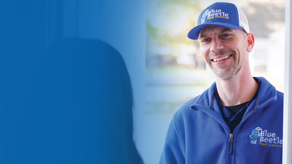 Blue Beetle Pest Control