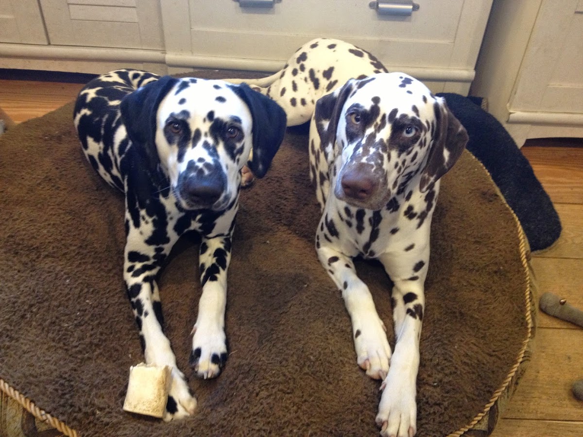 Chimney Corners - Chimney Corners Furnace Repair in Norwalk, CT photo