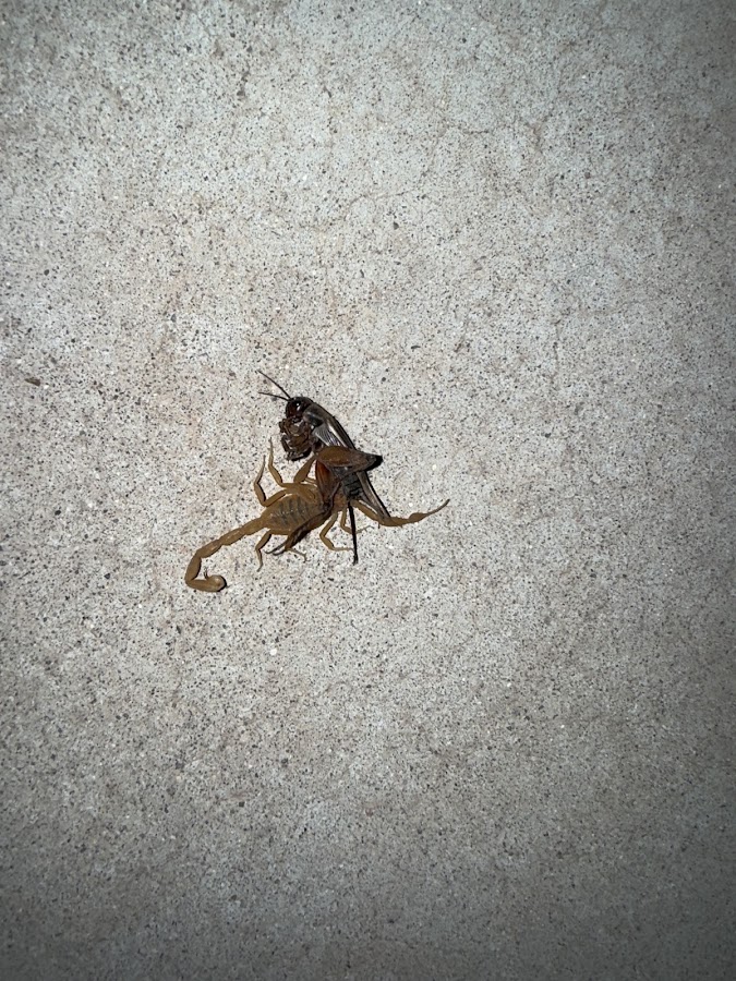 Optimex Pest Control