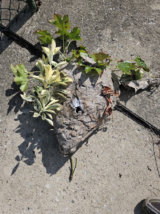 Stars exterminator inc