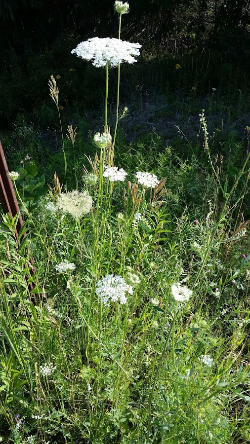 Dry Masters of Maine