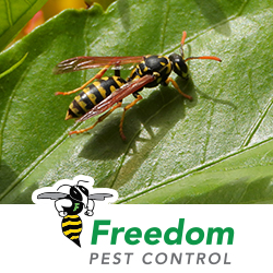 Freedom Pest Control