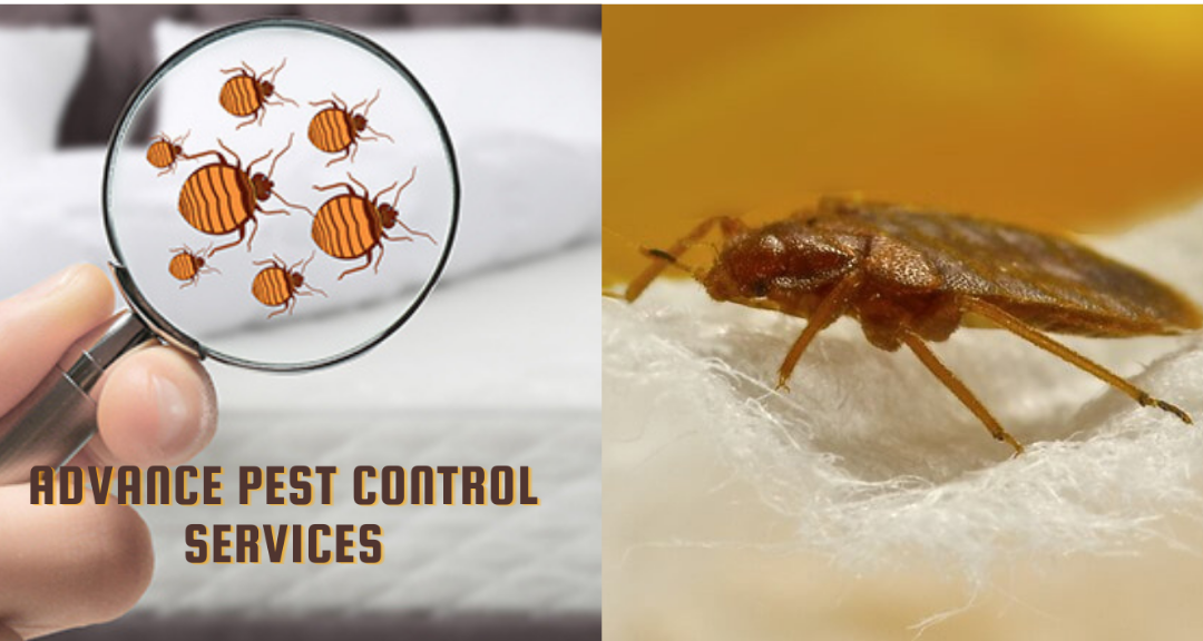 Advance Pest Control Services