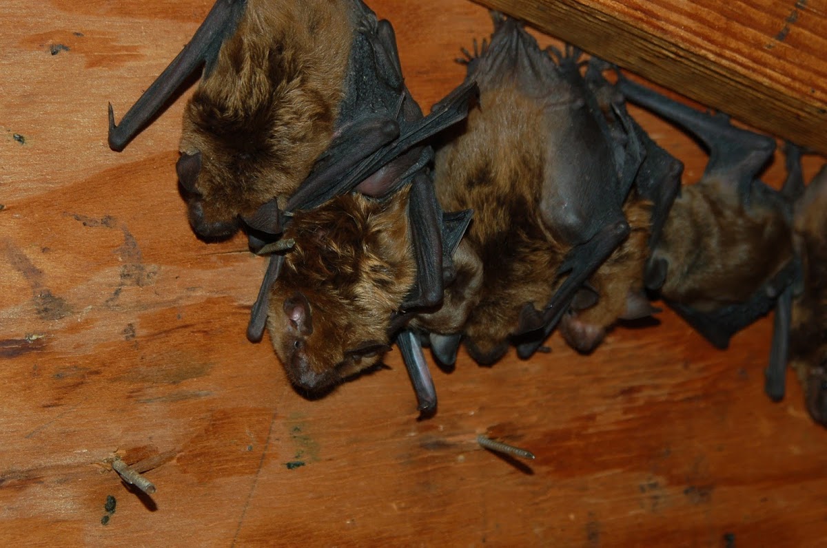 Triangle Wildlife Removal & Pest Control, Inc.