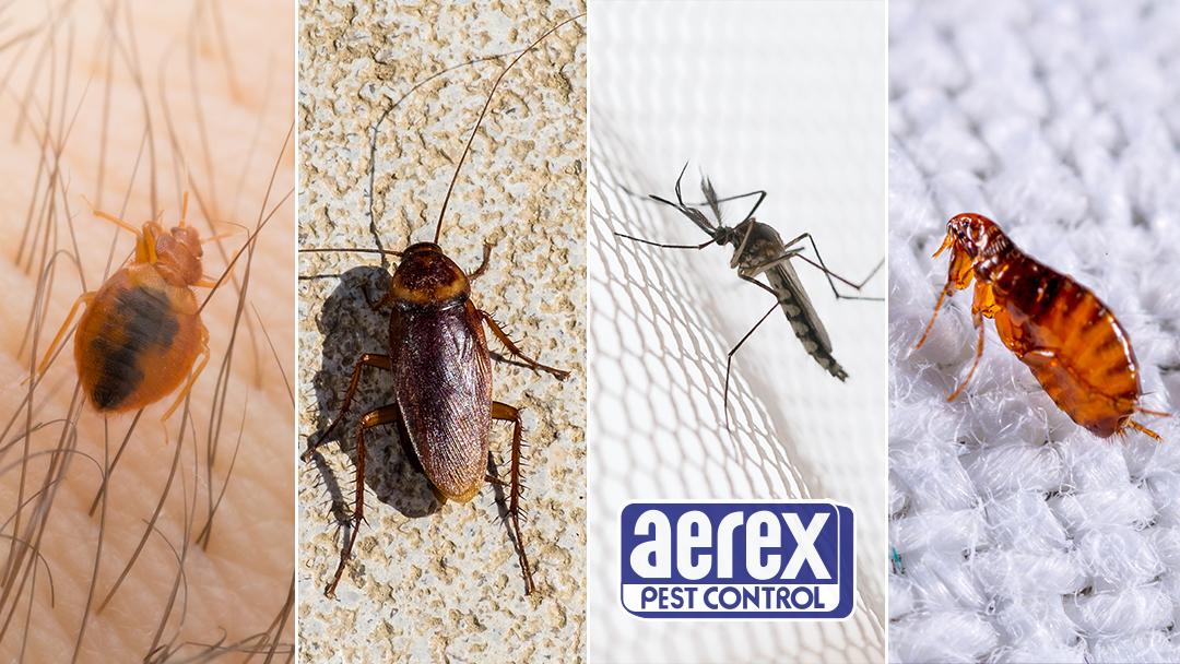 Aerex Pest Control